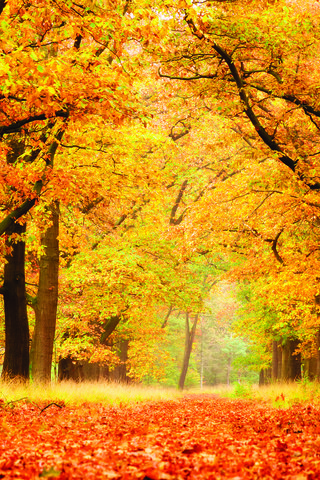 Обои деревья, природа, листья, парк, осень, аллея, trees, nature, leaves, park, autumn, alley разрешение 3840x2400 Загрузить