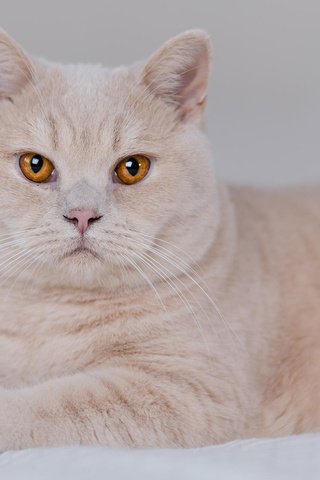 Обои кот, мордочка, усы, кошка, взгляд, желтые глаза, peter l. nielsen, cat, muzzle, mustache, look, yellow eyes разрешение 1920x1200 Загрузить