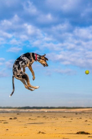 Обои небо, природа, песок, собака, прыжок, игра, мяч, мячик, paul loader, the sky, nature, sand, dog, jump, the game, the ball разрешение 2048x1365 Загрузить