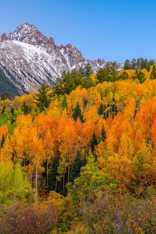 Обои деревья, горы, лес, осень, сша, колорадо, аспен, trees, mountains, forest, autumn, usa, colorado, aspen разрешение 2048x1365 Загрузить