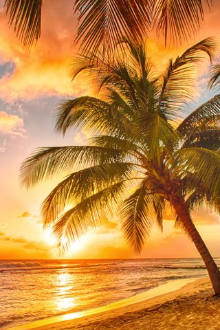 Обои небо, закат, море, песок, пляж, пальмы, тропики, the sky, sunset, sea, sand, beach, palm trees, tropics разрешение 4154x2683 Загрузить
