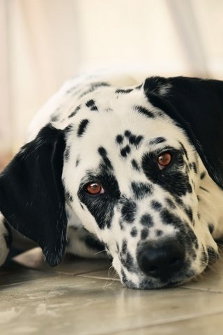 Обои мордочка, взгляд, собака, далматин, muzzle, look, dog, dalmatian разрешение 2560x1600 Загрузить