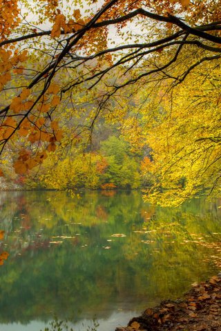 Обои озеро, природа, лес, осень, lake, nature, forest, autumn разрешение 1920x1200 Загрузить