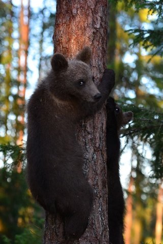 Обои деревья, лес, медведи, медвежата, trees, forest, bears разрешение 2048x1356 Загрузить