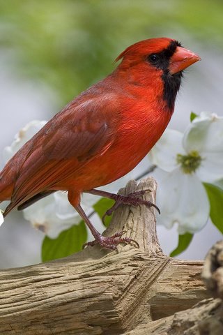 Обои цветы, птица, клюв, весна, перья, кардинал, жасмин, flowers, bird, beak, spring, feathers, cardinal, jasmine разрешение 1920x1080 Загрузить