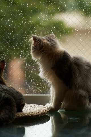 Обои капли, дождь, пушистые, коты, окно, кошки, drops, rain, fluffy, cats, window разрешение 2048x1152 Загрузить