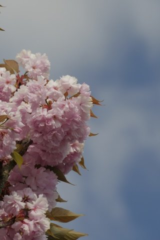 Обои небо, ветка, цветение, весна, вишня, розовые цветы, the sky, branch, flowering, spring, cherry, pink flowers разрешение 5184x3456 Загрузить