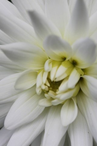 Обои лепестки, георгин, белый цветок, крупным планом, petals, dahlia, white flower, closeup разрешение 4272x2848 Загрузить