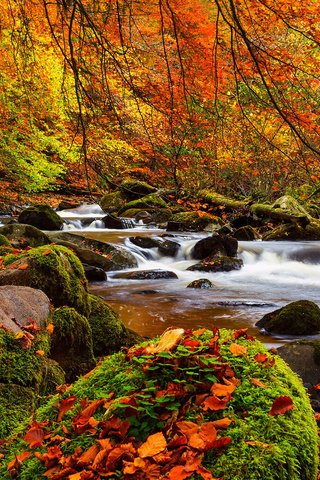 Обои деревья, мох, река, природа, камни, лес, листья, пейзаж, осень, trees, moss, river, nature, stones, forest, leaves, landscape, autumn разрешение 3840x2400 Загрузить