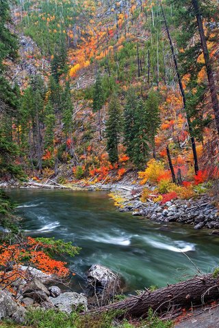 Обои река, природа, лес, осень, river, nature, forest, autumn разрешение 1920x1200 Загрузить