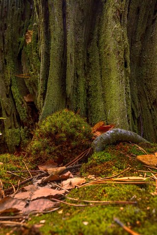 Обои природа, листья, макро, стволы, осень, мох, улитка, mykhailo sherman, nature, leaves, macro, trunks, autumn, moss, snail разрешение 2048x1355 Загрузить