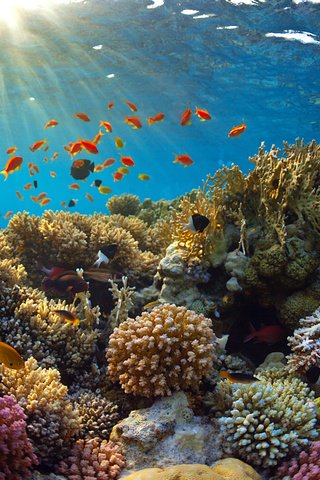 Обои лучи, море, рыбки, рыбы, кораллы, подводный мир, rays, sea, fish, corals, underwater world разрешение 4519x3000 Загрузить