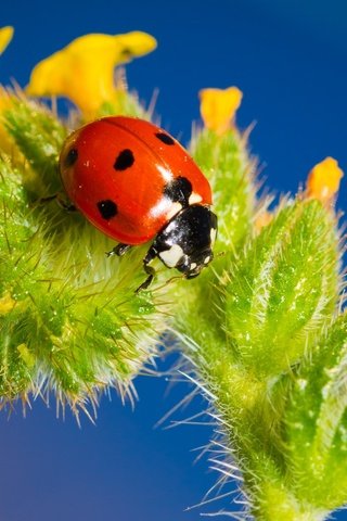 Обои насекомое, цветок, божья коровка, крупным планом, insect, flower, ladybug, closeup разрешение 3456x2368 Загрузить