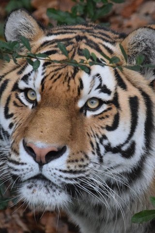 Обои тигр, морда, взгляд, хищник, дикая кошка, амурский тигр, tiger, face, look, predator, wild cat, the amur tiger разрешение 5116x3410 Загрузить