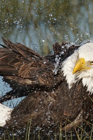 Обои вода, капли, орел, хищник, птица, клюв, перья, белоголовый орлан, water, drops, eagle, predator, bird, beak, feathers, bald eagle разрешение 1920x1080 Загрузить