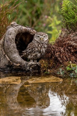 Обои вода, сова, растения, птица, мох, пень, домовый сыч, lynn griffiths, water, owl, plants, bird, moss, stump, the little owl разрешение 2048x1367 Загрузить