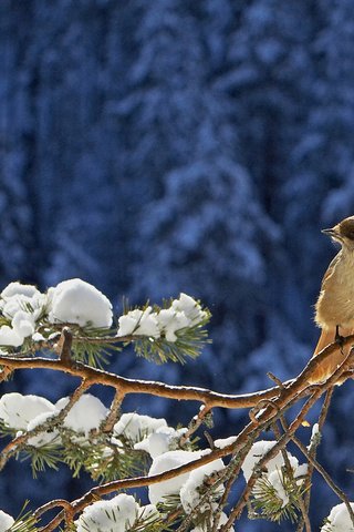 Обои снег, хвоя, зима, ветки, птица, воробей, сосна, snow, needles, winter, branches, bird, sparrow, pine разрешение 1920x1080 Загрузить