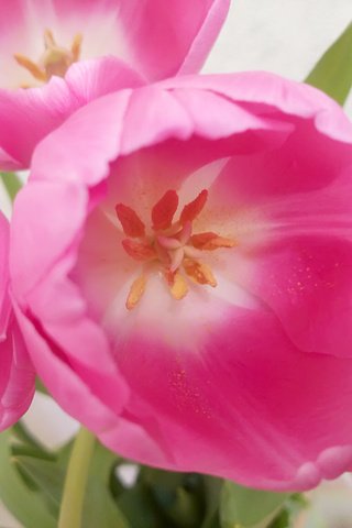 Обои тюльпаны розовый фон светлый, tulips pink background light разрешение 4160x3120 Загрузить