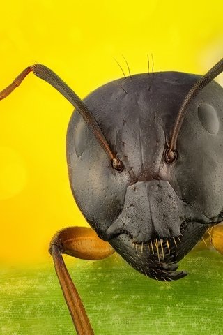 Обои макро, фон, муравей, macro, background, ant разрешение 2048x1256 Загрузить