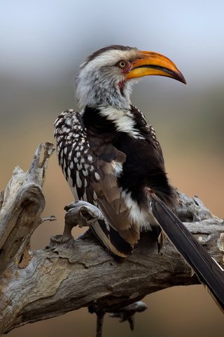 Обои национальный парк крюгера, southern yellow-billed hornbill, wild south africa, kruger national park разрешение 2112x1188 Загрузить