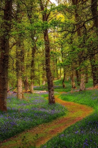 Обои цветы, деревья, природа, лес, парк, тропинка, шотландия, flowers, trees, nature, forest, park, path, scotland разрешение 2048x1365 Загрузить