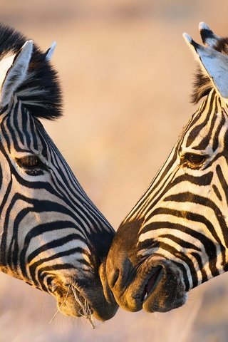 Обои зебра, африка, зебры, zebra, africa разрешение 1920x1080 Загрузить