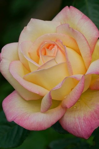 Обои роза, лепестки, крупный план, rose, petals, close-up разрешение 2048x1365 Загрузить