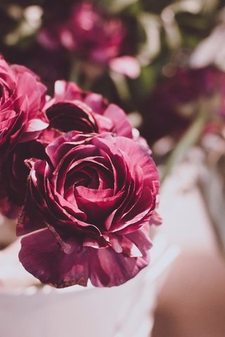 Обои цветы, бутоны, розы, букет, ваза, flowers, buds, roses, bouquet, vase разрешение 4288x2848 Загрузить