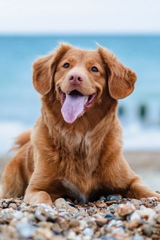Обои галька, собака, язык, золотистый ретривер, pebbles, dog, language, golden retriever разрешение 3840x2160 Загрузить