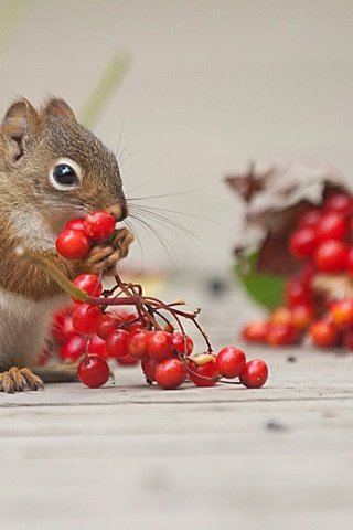 Обои ягоды, животное, белка, калина, грызун, berries, animal, protein, kalina, rodent разрешение 2048x1152 Загрузить