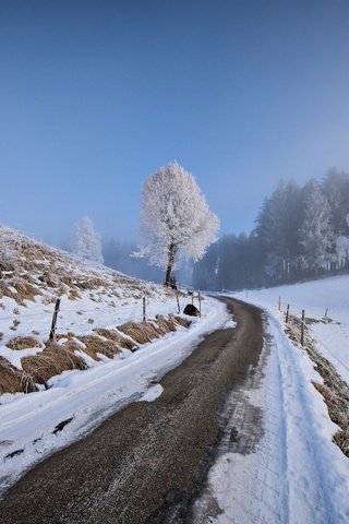 Обои небо, дорога, деревья, снег, зима, ограждение, the sky, road, trees, snow, winter, the fence разрешение 1920x1284 Загрузить