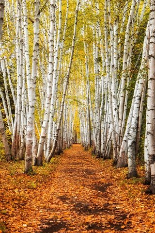 Обои деревья, дорожка, стволы, березы, осень, роща, trees, track, trunks, birch, autumn, grove разрешение 3840x2160 Загрузить