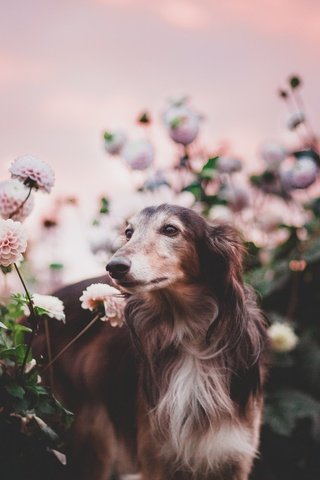 Обои цветы, природа, собака, flowers, nature, dog разрешение 2048x1365 Загрузить