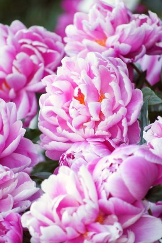 Обои цветы, сад, розовые, куст, много, боке, пионы, flowers, garden, pink, bush, a lot, bokeh, peonies разрешение 3840x2550 Загрузить