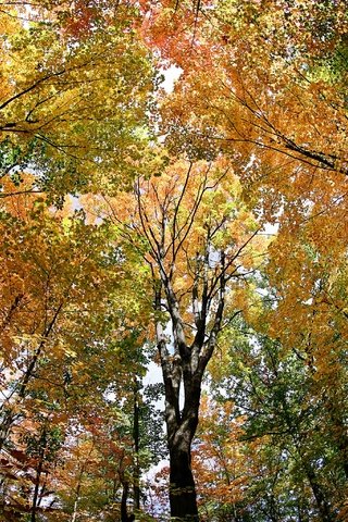 Обои деревья, лес, листья, осень, trees, forest, leaves, autumn разрешение 3072x2048 Загрузить