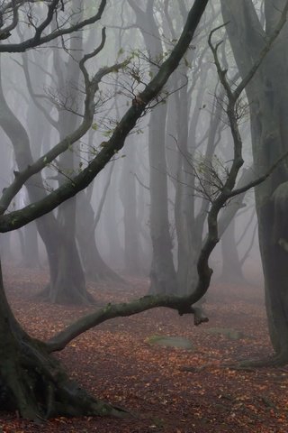 Обои деревья, лес, туман, trees, forest, fog разрешение 3840x2160 Загрузить