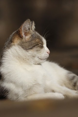 Обои фон, кошка, котейка, background, cat разрешение 2592x1728 Загрузить