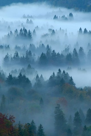 Обои лес, туман, осень, германия, бавария, forest, fog, autumn, germany, bayern разрешение 4596x2583 Загрузить