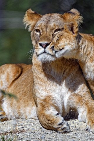 Обои морда, поза, лежит, мама, львица, львёнок, ласка, детеныш, face, pose, lies, mom, lioness, lion, weasel, cub разрешение 4821x3214 Загрузить