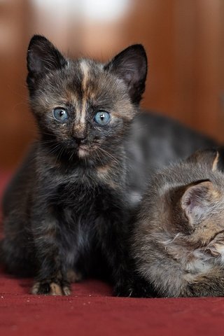 Обои мордочка, взгляд, котенок, кошки, мама, котята, боке, muzzle, look, kitty, cats, mom, kittens, bokeh разрешение 2000x1333 Загрузить