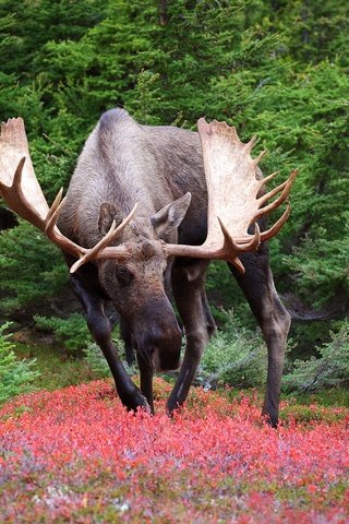 Обои природа, лось, nature, moose разрешение 2048x1300 Загрузить