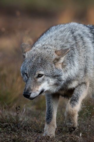 Обои природа, поза, взгляд, серый, прогулка, волк, крадётся, nature, pose, look, grey, walk, wolf, sneaks разрешение 5568x3712 Загрузить