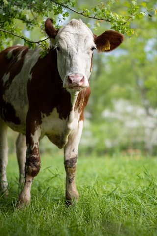 Обои природа, скот, корова, nature, cattle, cow разрешение 7242x4833 Загрузить