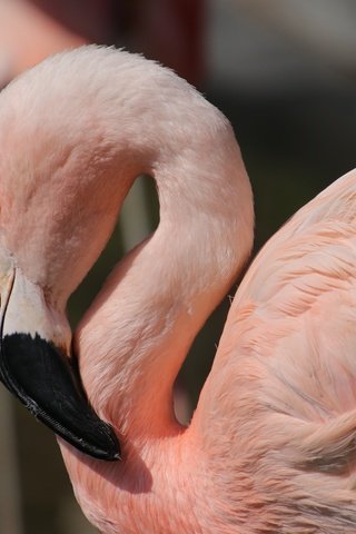 Обои птицы, клюв, перья, розовый фламинго, birds, beak, feathers, pink flamingos разрешение 6000x4000 Загрузить