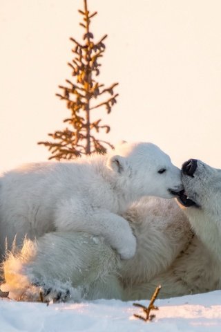 Обои снег, природа, медведи, snow, nature, bears разрешение 3840x2160 Загрузить