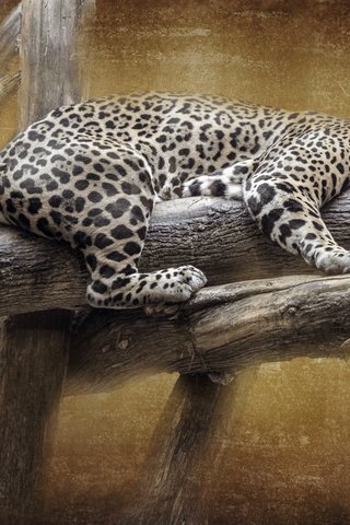 Обои текстура, фон, поза, лежит, ягуар, бревна, texture, background, pose, lies, jaguar, logs разрешение 5184x3888 Загрузить