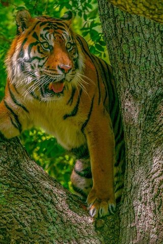 Обои тигр, дерево, кошка, хищник, tiger, tree, cat, predator разрешение 2048x1152 Загрузить