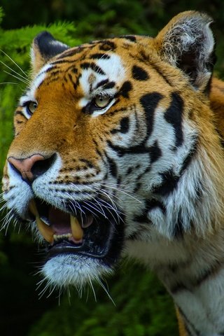 Обои тигр, морда, хвоя, портрет, ветки, пасть, tiger, face, needles, portrait, branches, mouth разрешение 2880x1620 Загрузить