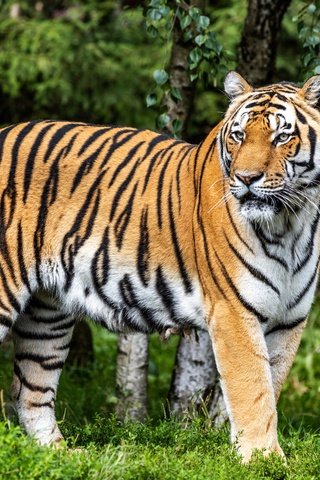 Обои тигр, природа, листья, взгляд, tiger, nature, leaves, look разрешение 5752x3835 Загрузить