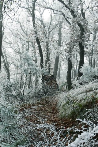 Обои трава, деревья, снег, природа, лес, зима, тропа, grass, trees, snow, nature, forest, winter, trail разрешение 1920x1200 Загрузить